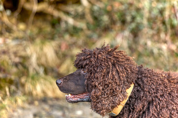 Irish Water Spaniel in der Natur