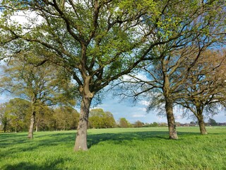 Frühlingslandschaft mit Laubbäumen. Die Zweige des Baumes belaubt. Die Früchte blühen mit schönen kleinen Blüten. Bienen freuen sich über Blütenstaub. Sie bestäuben Blumen und machen Honig. 