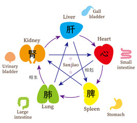 五行と五臓六腑、東洋医学、英語