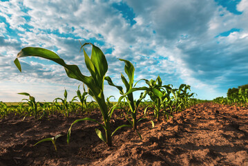 Young green corn crop plantation in late afternoon