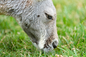 close up of a kangaroo
