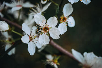 cherry blossom on a branch