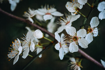 cherry blossom on a branch