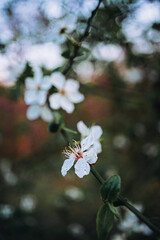 cherry blossom on a branch