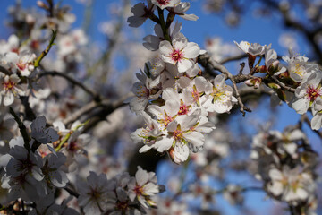Almond blossom