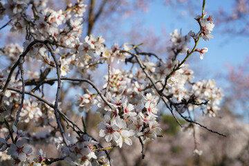 Almond blossom
