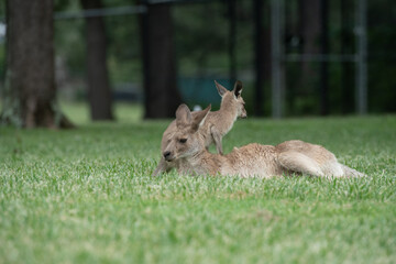 Kangaroo in the grass