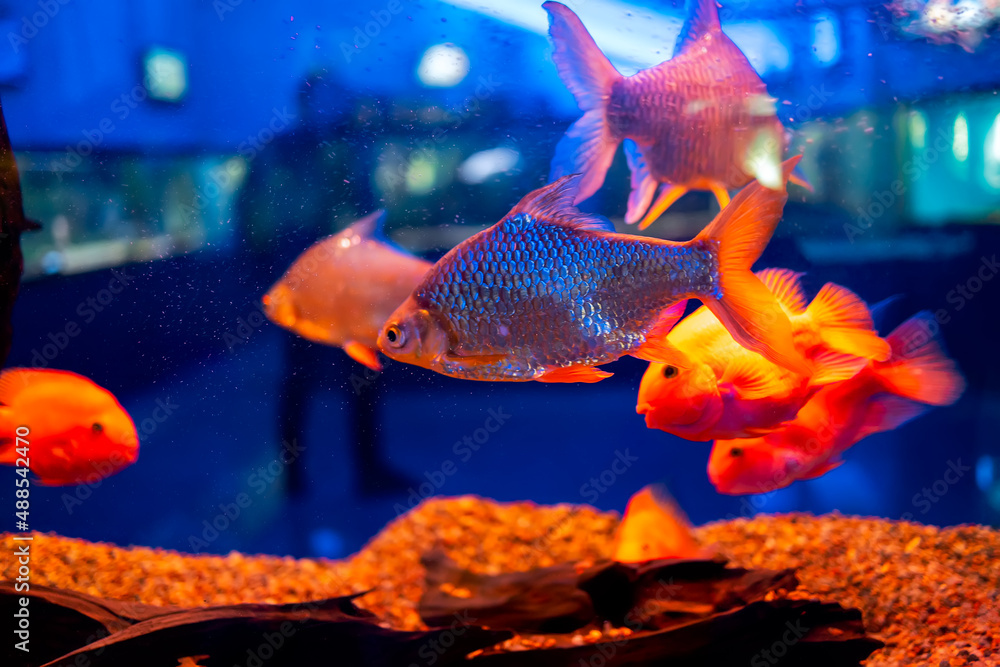 Wall mural tropical fish in the aquarium barbus bream