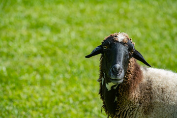 Fototapeta premium portrait of a sheep