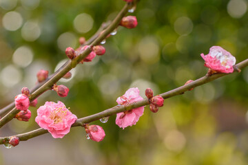 冬の花　雪をかぶった紅梅