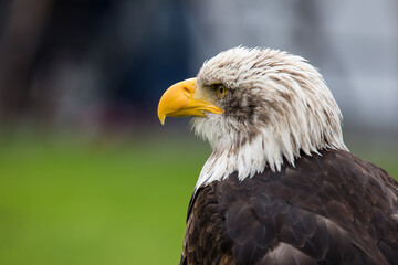 Obraz premium Portrait (Kopf) eines Weißkopfseeadlers