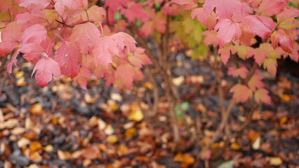 Red autumn maple leaves tree branch. Vivid fall leaf in forest or woods. Leafage in park in september, october or november. Seasonal foliage in woodland. Natural background.