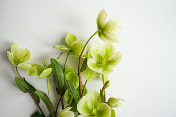 green flowers on a white background