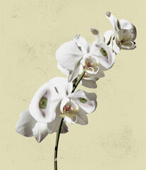 White orchid branch with human eyes inside it on light background. Modern design. Contemporary art. Creative collage. Beauty, art, vision, fashion