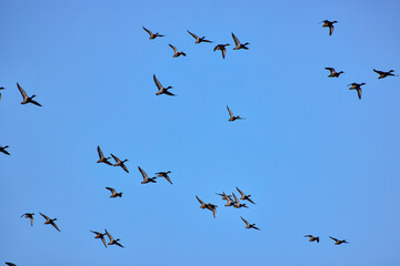 group of ducks flying against the background of a blue sky