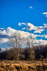 landscape with a tree and clouds on a sunny winter day