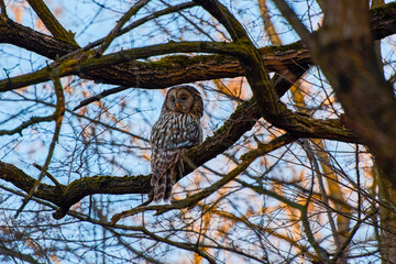 (Strix nebulosa) or bearded squirrel lives in dense coniferous forests, from Sweden, Finland and Poland to eastern Siberia.