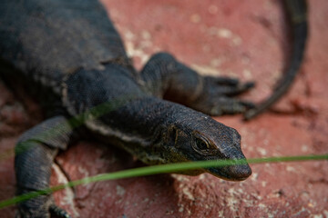 lizard on a rock