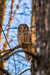 (Strix nebulosa) or bearded squirrel lives in dense coniferous forests, from Sweden, Finland and Poland to eastern Siberia.