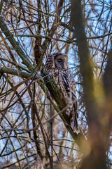 (Strix nebulosa) or bearded squirrel lives in dense coniferous forests, from Sweden, Finland and Poland to eastern Siberia.