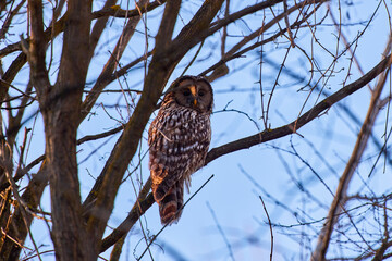 (Strix nebulosa) or bearded squirrel lives in dense coniferous forests, from Sweden, Finland and Poland to eastern Siberia.