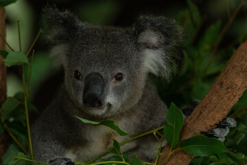 koala in tree © KeisukeOta