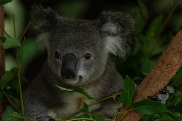Deurstickers koala in tree © KeisukeOta