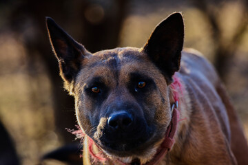 Close up with a dog's head, dog tied with a leash.