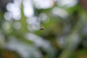 Closeup of a spider on a web