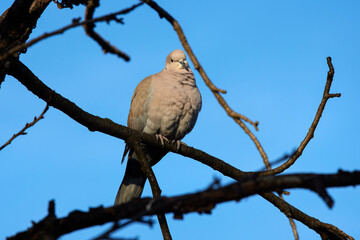 close up with a ringdove on the branches of a tree
