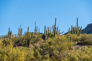 A long slender Saguaro Cactus in Tucson, Arizona