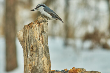 A common nuthatch sits on a stump in a park in the Krasnoyarsk Territory.