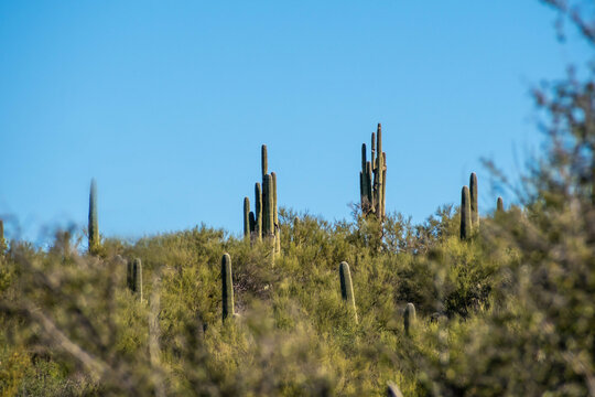An overlooking view of nature in Tucson, Arizona © CheriAlguire