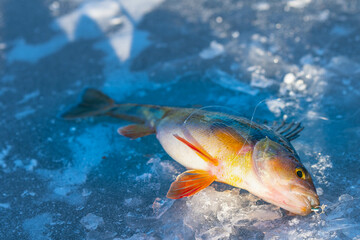 Obraz na płótnie Canvas Perch caught while ice fishing, in great morning light, fish right out ow water winder morning.