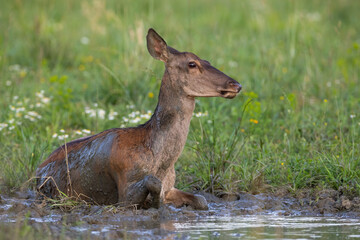 Red deer, cervus elaphus, female wallowing in mud in summertime nature. Wild hind bathing in mire next to grassland. Brown mammal lying in dirty water.