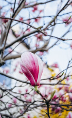 pink magnolia flowers blooming in spring