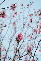 pink magnolia flowers blooming in spring