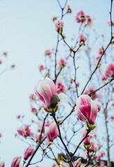 pink magnolia flowers blooming in spring