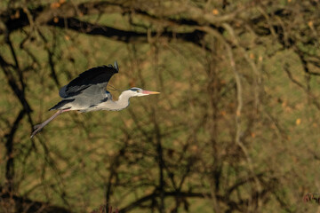 A grey heron (Ardea cinerea) in flight