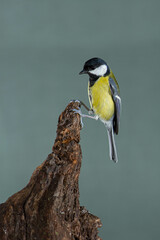 Obraz premium A great tit (Parus major) in flight. High speed photography.