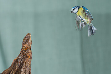 A blue tit (Cyanistes caeruleus) in flight. High speed photography. © Arnau Soler
