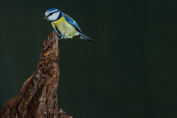 A blue tit (Cyanistes caeruleus) in flight. High speed photography.