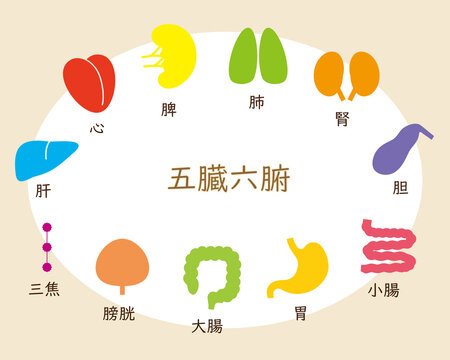 五臓六腑 Images – Browse 348 Stock Photos, Vectors, and