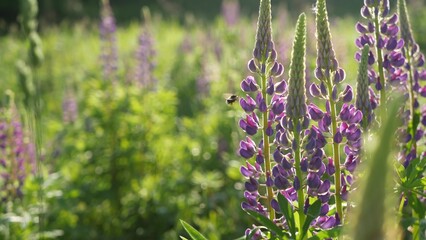 Honey bee pollinating violet lupin wildflowers on meadow. Bumblebee, honeybee or apis flying by...