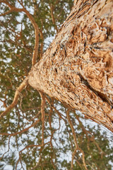 Reserve pillars, Krasnoyarsk region winter period.