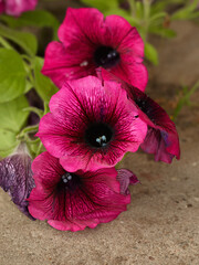 Petunia flowers blossom closeup
