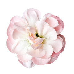 Obraz na płótnie Canvas pink carnation flower isolated on white