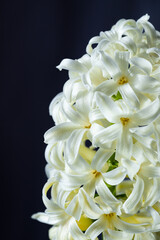 Flowers with long petals macro. The blooming hyacinth is close