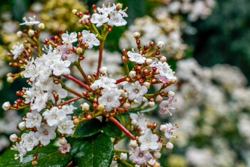 tree blossom