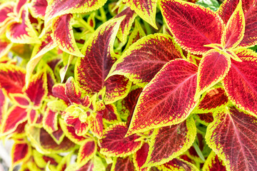 Plant background with yellow green red leaves of potted flower coleus blumei or solenostemon scutellarioides , Plectranthus scutellarioides close up Botanical, landscaped and garden plants